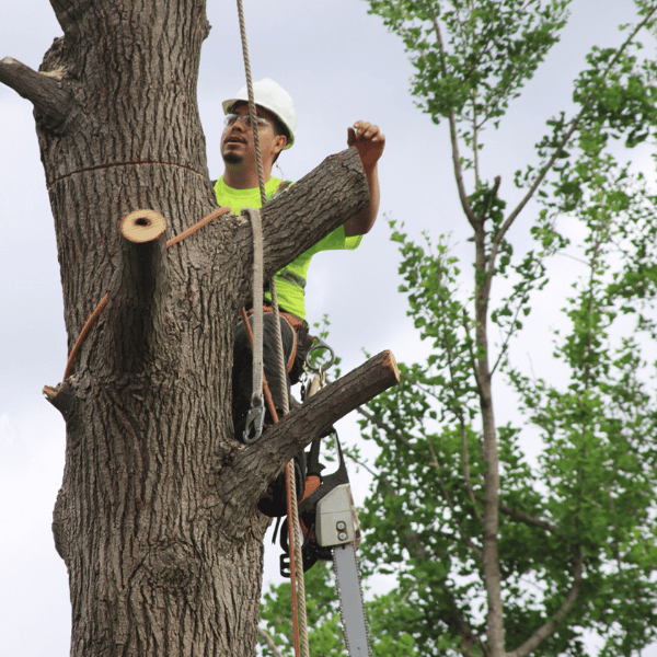 Google Top Rated Tree Care