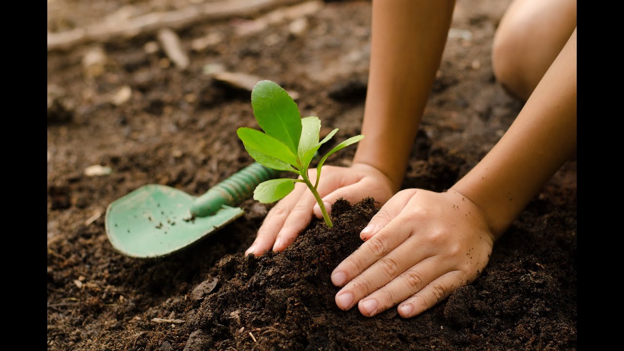 plant trees by wny tree scape